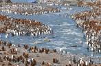 Milhares de pinguins se amontoam ao redor de rio em St Andrews Bay, na Geórgia do Sul, a maior colônia de pinguins rei do mundo (foto de Steve Denver)